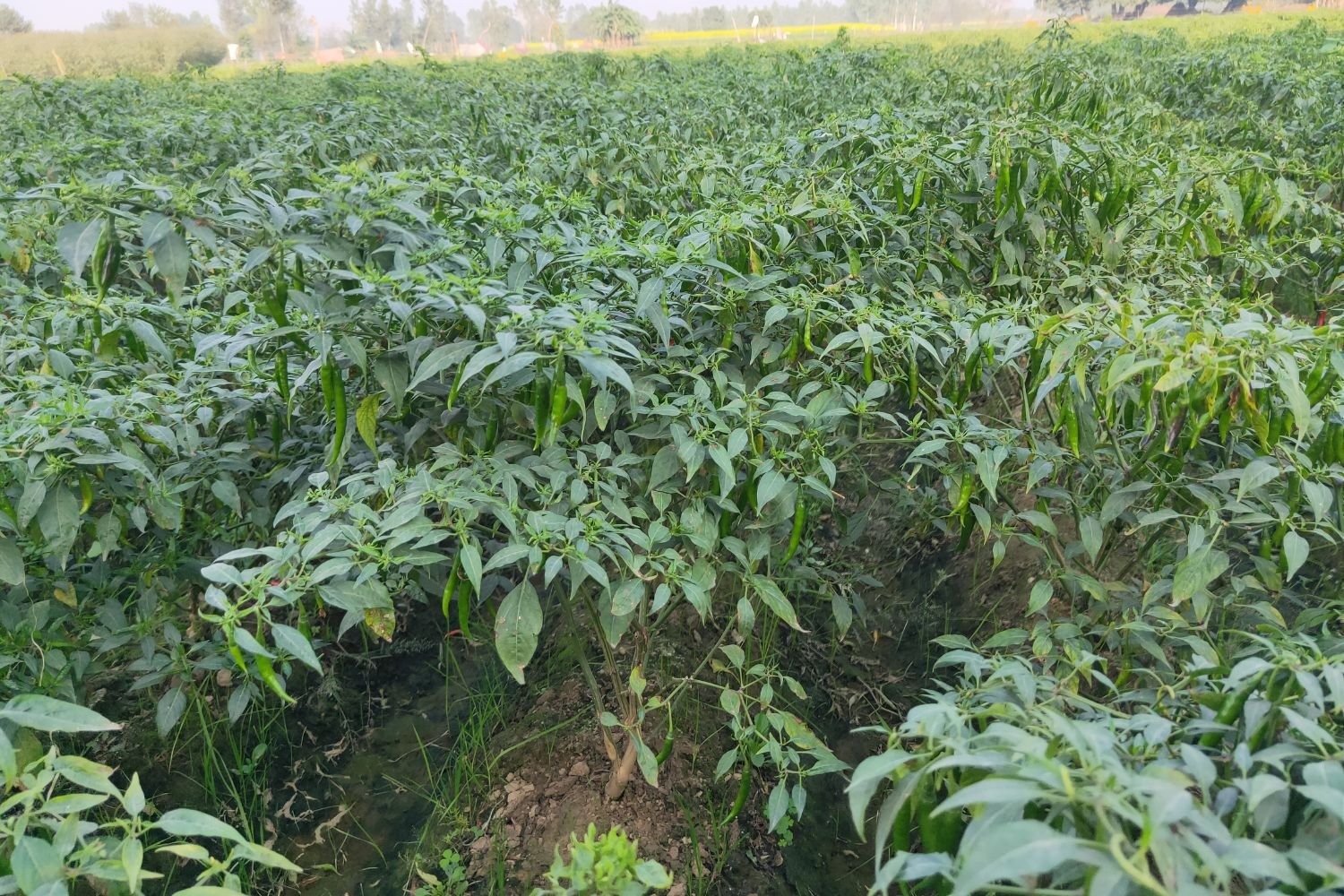 Huntinorganics