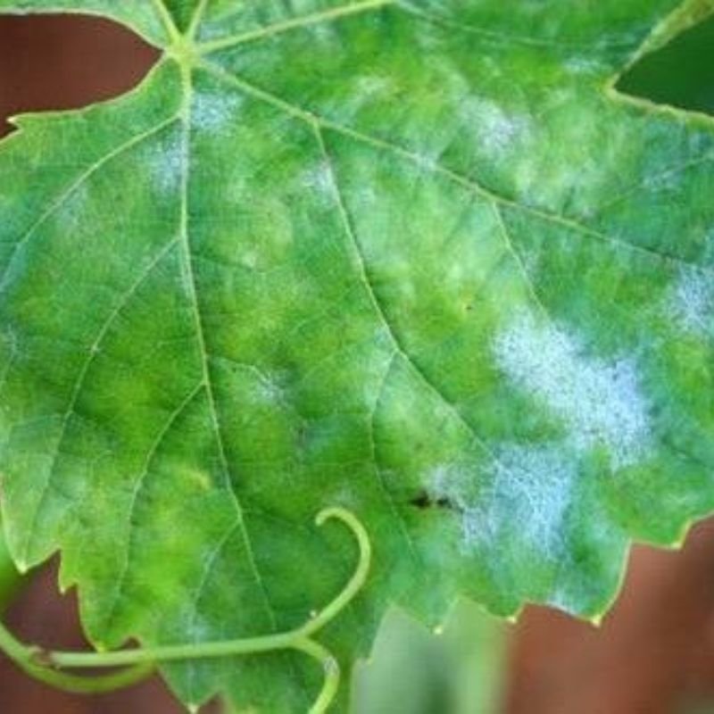 powdery mildew