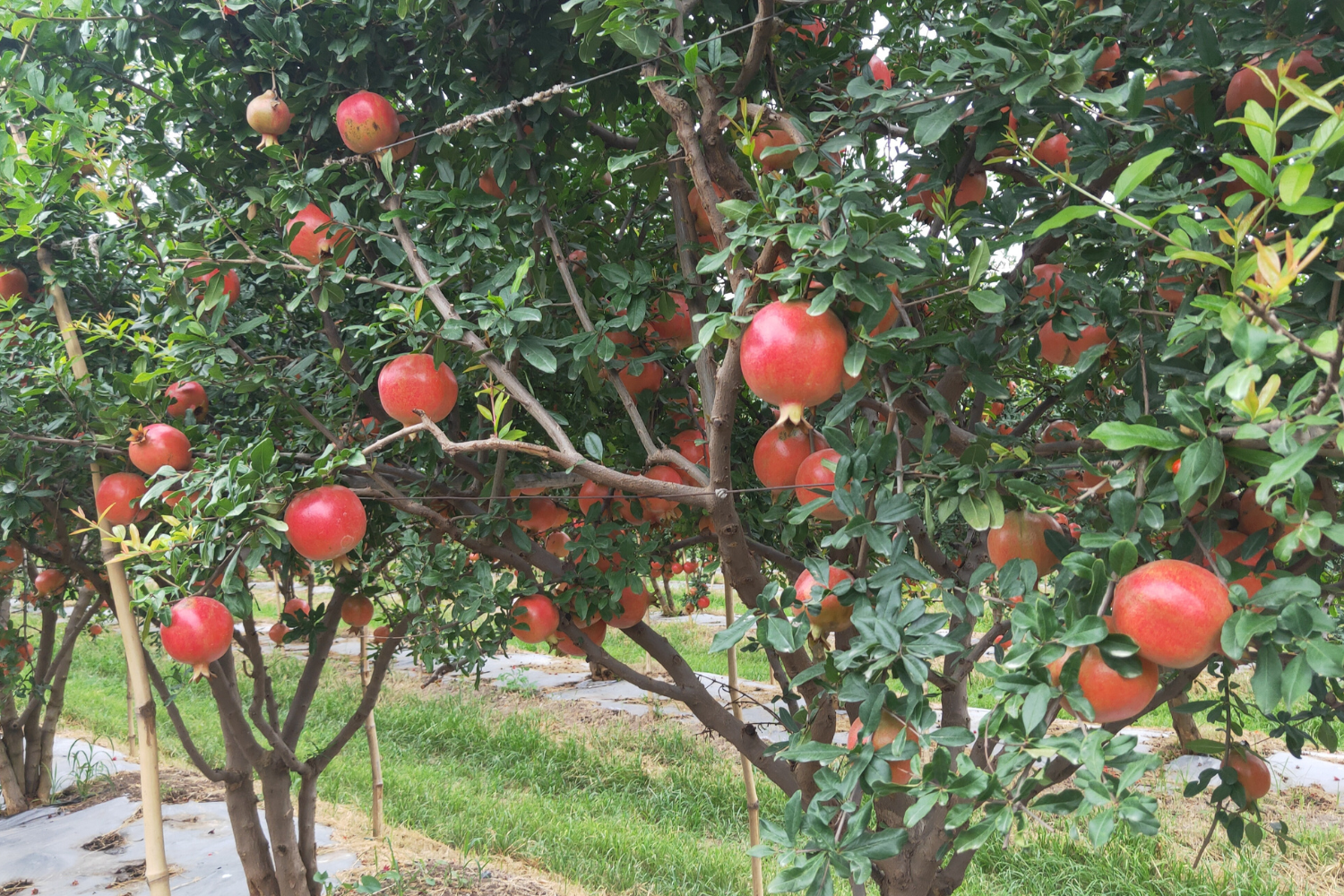 Huntinorganics