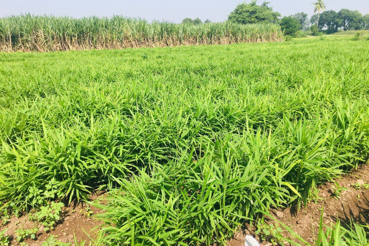 Huntinorganics