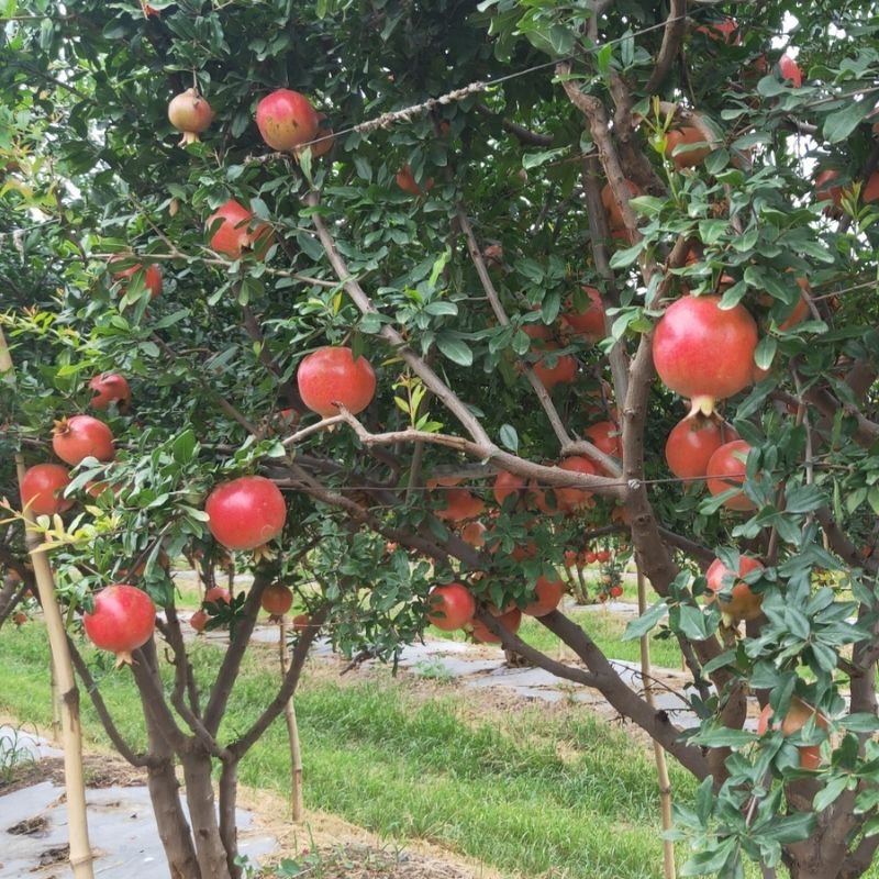 Huntinorganics