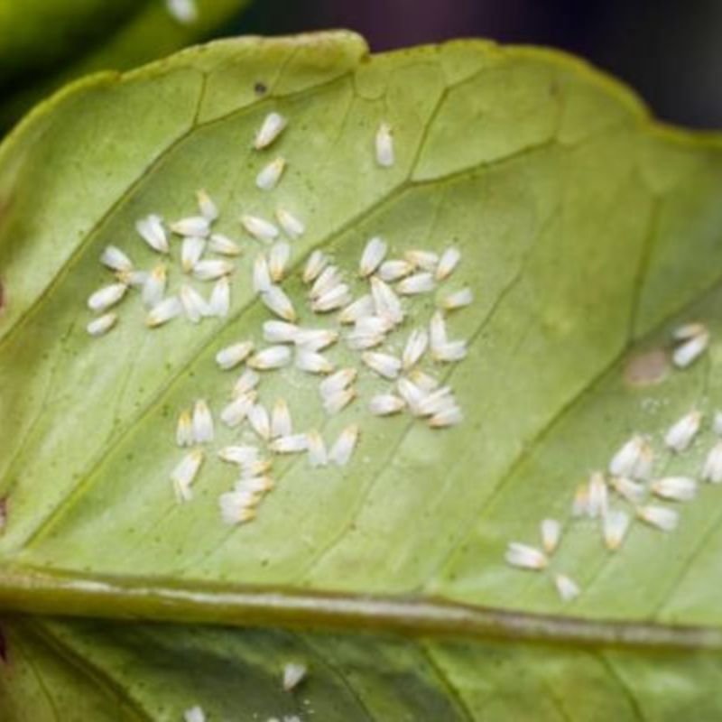 whiteflies