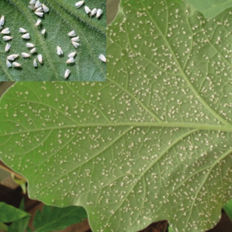 whiteflies